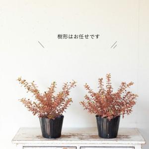 コプロスマ・レインボーピンク5号苗 屋外植物 ...の詳細画像3