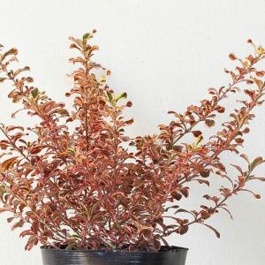 コプロスマ・レインボーピンク5号苗 屋外植物 ...の詳細画像4