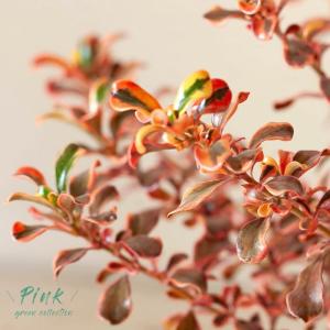 コプロスマ・レインボーピンク5号苗 屋外植物 ...の詳細画像5