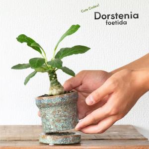 観葉植物 ドルステニア おもしろコーデックス！ドルステニア・フォエチダ（3号）