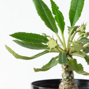 観葉植物 ドルステニア おもしろコーデックス!...の詳細画像1