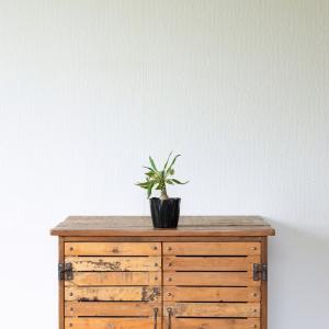 観葉植物 ドルステニア おもしろコーデックス!...の詳細画像2