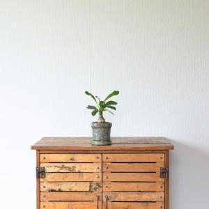 観葉植物 ドルステニア おもしろコーデックス!...の詳細画像3