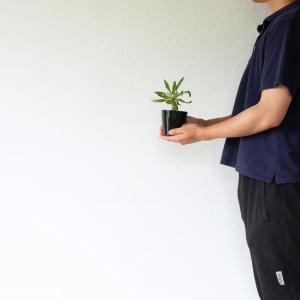 観葉植物 ドルステニア おもしろコーデックス!...の詳細画像4