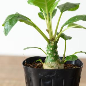 観葉植物 ドルステニア おもしろコーデックス!...の詳細画像5