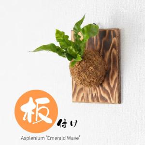 観葉植物 エメラルドウェーブ 板付 室内 おしゃ...の商品画像
