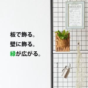 観葉植物 エメラルドウェーブ 板付 室内 おし...の詳細画像1