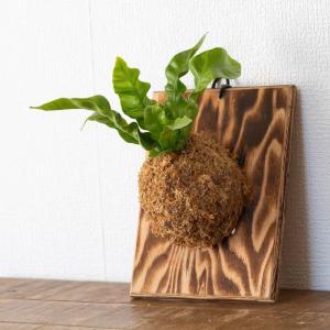 観葉植物 エメラルドウェーブ 板付 室内 おし...の詳細画像2