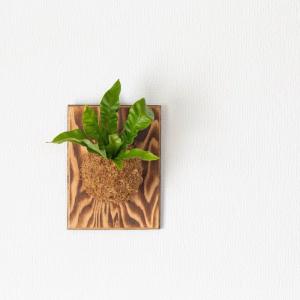 観葉植物 エメラルドウェーブ 板付 室内 おし...の詳細画像4