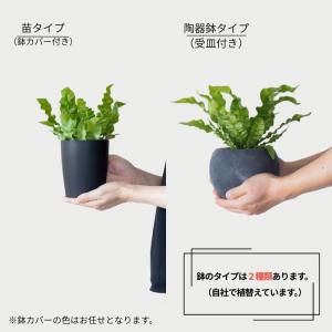 選べる2type!エメラルドウェーブの3.5号苗の詳細画像1