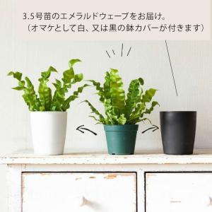 選べる2type!エメラルドウェーブの3.5号苗の詳細画像5