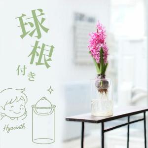 ヒヤシンスの水栽培3点SET(球根、花瓶、育て方...の商品画像