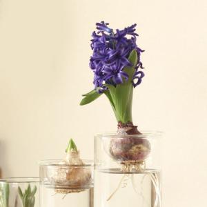 ヒヤシンスの水栽培3点SET(球根、花瓶、育て...の詳細画像3