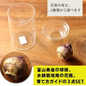 ヒヤシンスの水栽培3点SET(球根、花瓶、育て...の詳細画像4