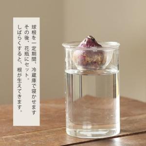 ヒヤシンスの水栽培3点SET(球根、花瓶、育て...の詳細画像5