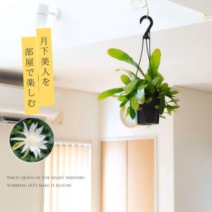 観葉植物 種類 室内 おしゃれ 吊り下げ 吊るす ぶら下げ ハンギング インテリア 花 「姫」月下美人、ハンギング5号鉢※お届けは6/25〜