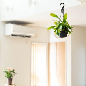 観葉植物 種類 室内 おしゃれ 吊り下げ 吊る...の詳細画像1