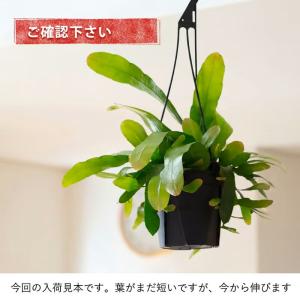 観葉植物 種類 室内 おしゃれ 吊り下げ 吊る...の詳細画像2