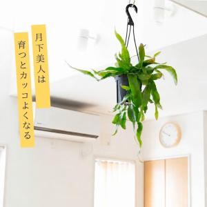 観葉植物 種類 室内 おしゃれ 吊り下げ 吊る...の詳細画像3