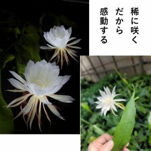 観葉植物 種類 室内 おしゃれ 吊り下げ 吊る...の詳細画像4