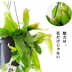 観葉植物 種類 室内 おしゃれ 吊り下げ 吊る...の詳細画像5