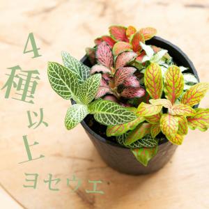 観葉植物 種類 室内 おしゃれ カラフルで美しい...の商品画像