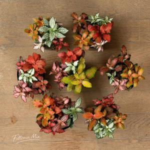 観葉植物 種類 室内 おしゃれ カラフルで美し...の詳細画像1