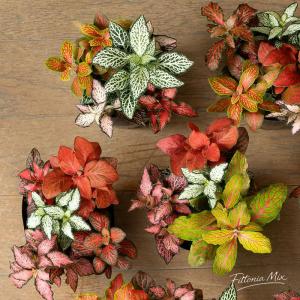 観葉植物 種類 室内 おしゃれ カラフルで美し...の詳細画像2