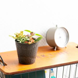 観葉植物 種類 室内 おしゃれ カラフルで美し...の詳細画像3