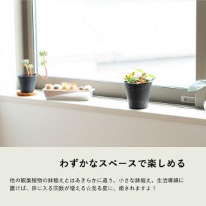 観葉植物 種類 室内 おしゃれ カラフルで美し...の詳細画像4