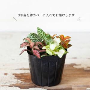 観葉植物 種類 室内 おしゃれ カラフルで美し...の詳細画像5