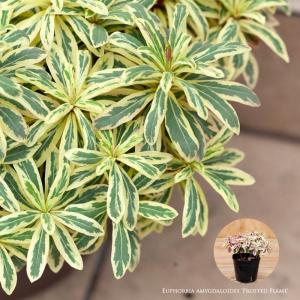 観葉植物 種類 屋外 おしゃれ ユーフォルビア・...の商品画像