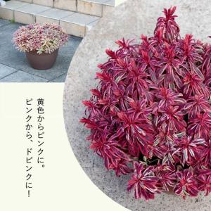 観葉植物 種類 屋外 おしゃれ ユーフォルビア...の詳細画像1