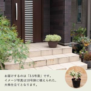 観葉植物 種類 屋外 おしゃれ ユーフォルビア...の詳細画像2