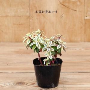 観葉植物 種類 屋外 おしゃれ ユーフォルビア...の詳細画像3