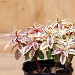 観葉植物 種類 屋外 おしゃれ ユーフォルビア...の詳細画像4