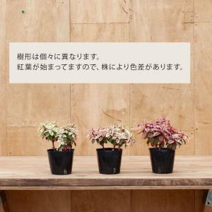観葉植物 種類 屋外 おしゃれ ユーフォルビア...の詳細画像5
