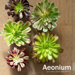 観葉植物 種類 室内 おしゃれ アエオニウムCo...の商品画像