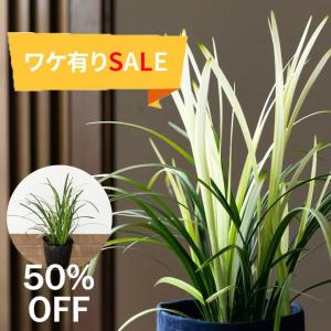 植物 リリオペ 【訳有りSALE】2ポットSET！リリオペ・ピュアブロンド（ヤブラン）