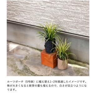 植物 リリオペ 【訳有りSALE】2ポットSE...の詳細画像1