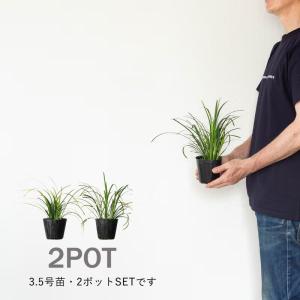 植物 リリオペ 【訳有りSALE】2ポットSE...の詳細画像2