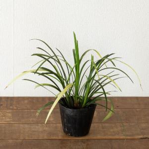 植物 リリオペ 【訳有りSALE】2ポットSE...の詳細画像3