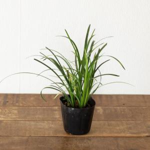 植物 リリオペ 【訳有りSALE】2ポットSE...の詳細画像4