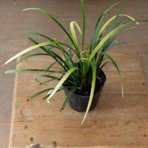 植物 リリオペ 【訳有りSALE】2ポットSE...の詳細画像5