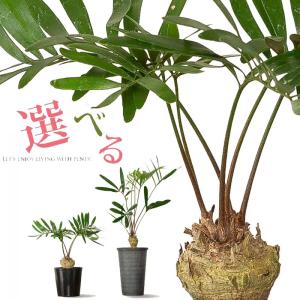 観葉植物 ザミア 【写真で選べる】小さなザミア・フロリダーナ（ガッチリワイルド）