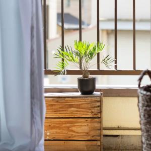観葉植物 ザミア 【写真で選べる】小さなザミア...の詳細画像1