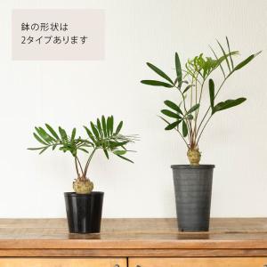 観葉植物 ザミア 【写真で選べる】小さなザミア...の詳細画像2