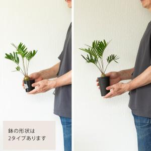 観葉植物 ザミア 【写真で選べる】小さなザミア...の詳細画像3