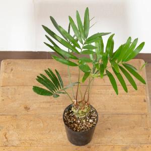 観葉植物 ザミア 【写真で選べる】小さなザミア...の詳細画像4