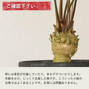 観葉植物 ザミア 【写真で選べる】小さなザミア...の詳細画像5